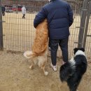 빗질해줄개 이미지