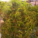 김군토이 이미지