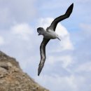 알바트로스 이미지