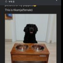 댕댕토피아 이미지