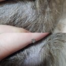 뿔난강아지 | 강아지샴푸 진정 보습에 좋은 에브리원스 수딩&amp;마일드 후기. 강력추천템