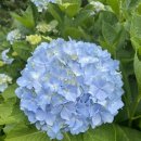 조천마실 이미지