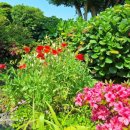 세화 동백그늘 이미지