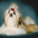 루이&DOGS 이미지