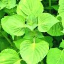 백과아시아마트 이미지