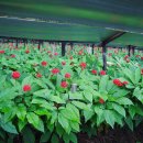 진안 인삼재배 문화 이미지