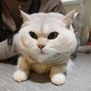예뻐질고양 네이버블로그