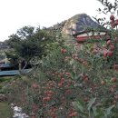 여우목로 이미지