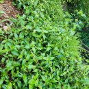 아도농장 이미지