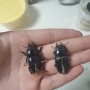 북연 | 너무 늦은 북여님 무분 후기