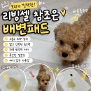 똥싼강아지 | 리빙셀 참조은 배변패드 강아지 애견패드 애완동물 무향 빠른흡수 무향 천연펄프 중형 사용후기