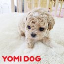 군자애견 이미지