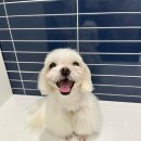 올리스 펫 호텔 이미지