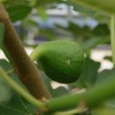 진해기술지원과(진해농업기술센터) 이미지