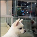 순창 동물병원 이미지