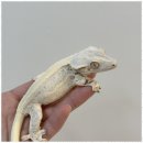 렙플로우