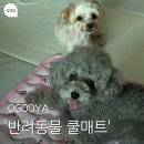 멍멍이집 | 반려동물용품샵 오구야, 강아지쿨매트 후기