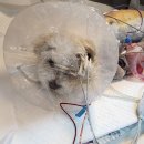 세계로동물의료센터 이미지