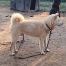 낫 꼬리와 칼 꼬리는 분명히 다르다 이미지