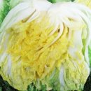 순천고들빼기영농조합법인 이미지