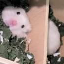 곰찌 | 골든햄스터 곰찌 케이지 새로 맞춰 주고 햄테리어도 다시 한 날🥳