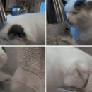 고양이세수 이미지