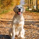 대한리트리버 이미지