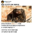 벌꿀 오소리