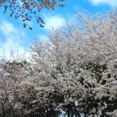 스테이트타워 남산 | 남산 벚꽃 터널 | 하늘숲길 위치·종일주차 12,000원·개화시기·아이와 등산 후기