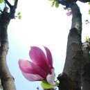 들꽃풍경 이미지