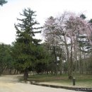 고종황제 홍유릉내에 있는 버드나무 벚꽃입니다 이미지