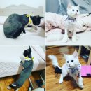 털래털래 애견미용실 | 고양이무마취이용)창원고양이무마취 미용 후기