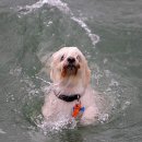 물에 빠진 강아지의 생명을 구하는 청년. 이미지