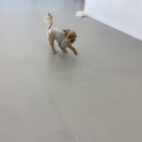 데일리독 | 관악구 애견유치원 데일리독 등록 후기!