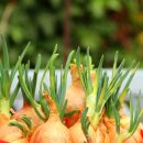 성시교회 이미지