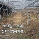 대추밭 전지작업하기를 이미지