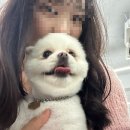 아잉독 애견카페 이미지