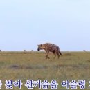 시호쿠키