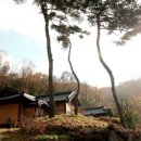 산삼꽃피는마을