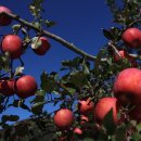 우경농원 이미지