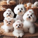 마음동물병원 이미지