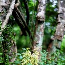 金두꺼비 이미지