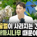 아카시아 아닙니다. 아까시나무입니다. f. 꿀벌은 어쩌나 (농업법인 옥수수 김현우 대표) 이미지