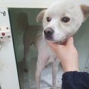 삼덕119안전센터 노트펫