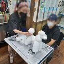 [국비_내일배움카드] 12/4 애견(반려견)패션 실무자 과정 | 인천 애견미용 국비지원, 에이치에스평생교육원에서....