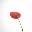 일상디자인 이미지