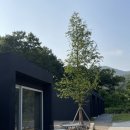 노커포레스트