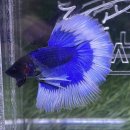 피쉬갤러리 천안점 이미지