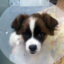 굿닥터동물병원 이미지