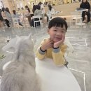 고롱고롱 이미지